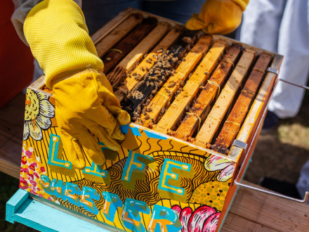 Seguridad laboral en la actividad apícola
