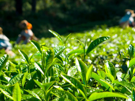 Recomendaciones prácticas de bioseguridad para el regreso al trabajo sector agricultura