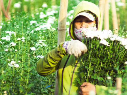 Recomendaciones prácticas de bioseguridad para el regreso al trabajo en el sector floricultor