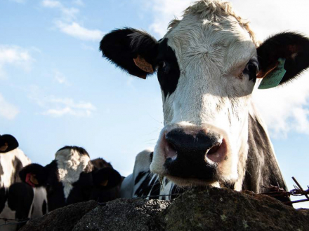 Recomendaciones prácticas de bioseguridad para el regreso al trabajo en el sector ganadería