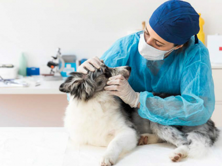 Recomendaciones prácticas de bioseguridad para el regreso al trabajo en el sector de servicios veterinarios