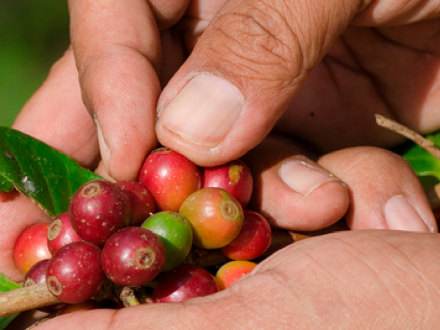 La salud músculo esquelética está en nuestras manos (afiche, versión 3)
