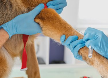 Infotips salud músculo esquelética para veterinarias