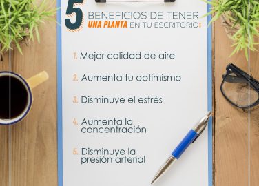 5 beneficios de tener una planta en tu escritorio