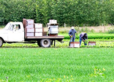 Prevención de incidentes causados al retroceder vehículos en áreas agrícolas