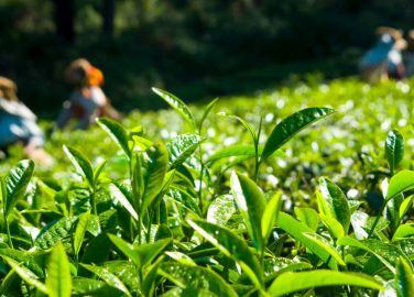 Recomendaciones prácticas de bioseguridad para el regreso al trabajo sector agricultura