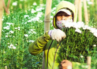 Recomendaciones prácticas de bioseguridad para el regreso al trabajo en el sector floricultor