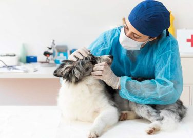 Recomendaciones prácticas de bioseguridad para el regreso al trabajo en el sector de servicios veterinarios